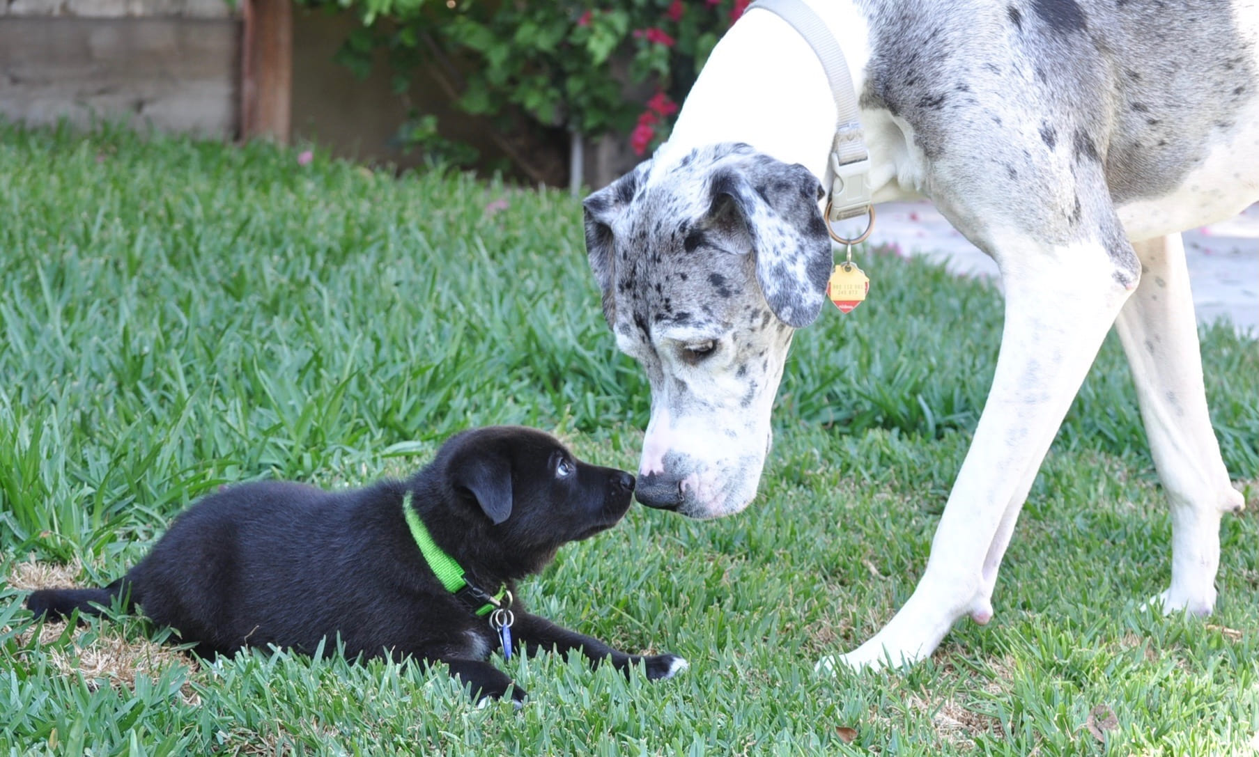 Lily standing nose to nose with a small black puppy on the grass.