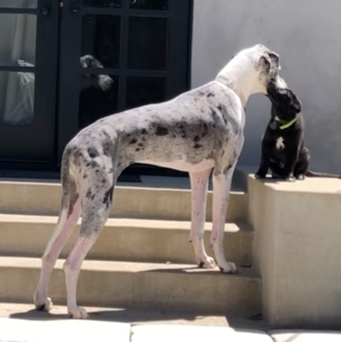 Lily standing near another animal on outdoor steps.
