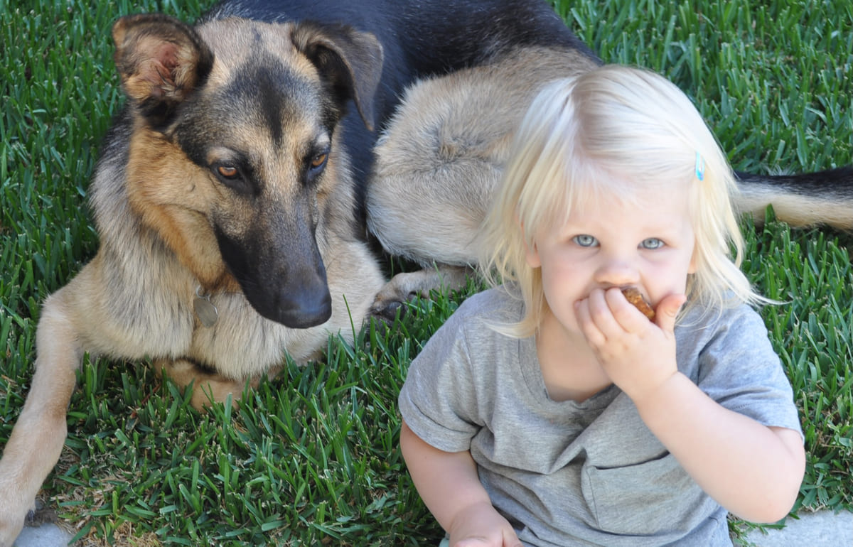 A rescued German Shepherd resting on the lawn.