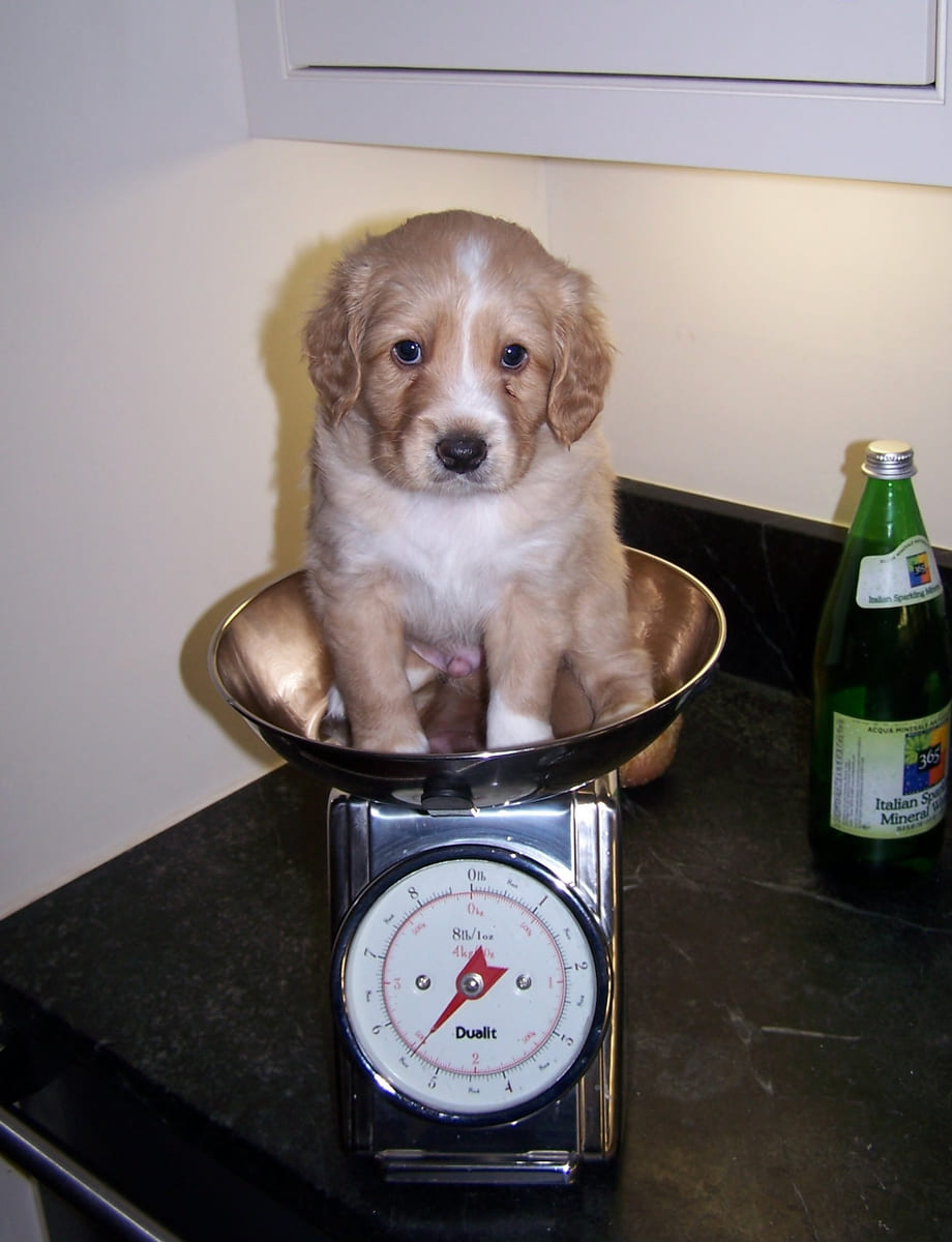 A rescued puppy sitting in a kitchen scale to be weighed.