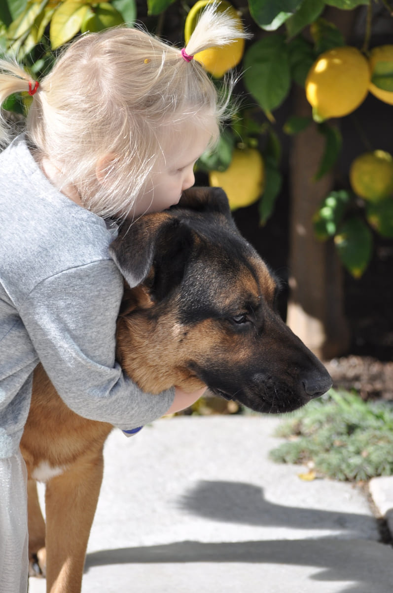 A rescued German Shepherd held close beneath a lemon tree.