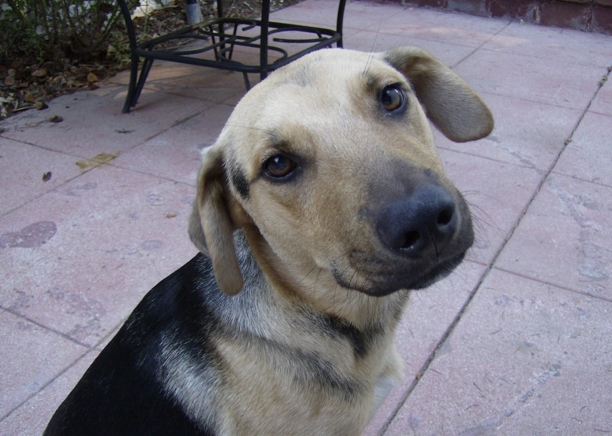 A rescued shepherd mix sitting on a patio.