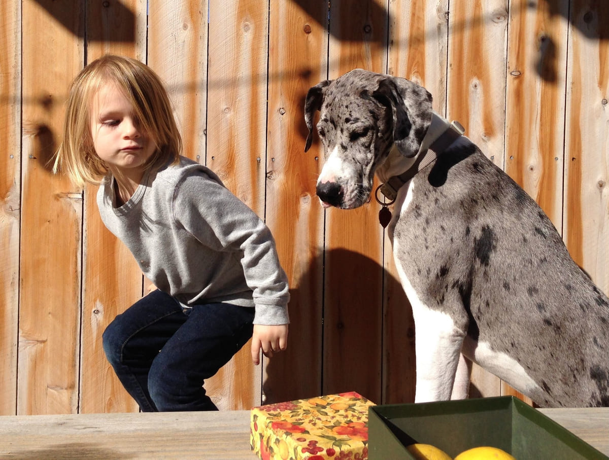 A young Great Dane standing beside a garden fence.