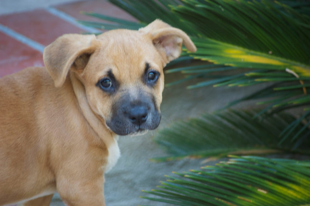 A tan rescued puppy resting in the shade.