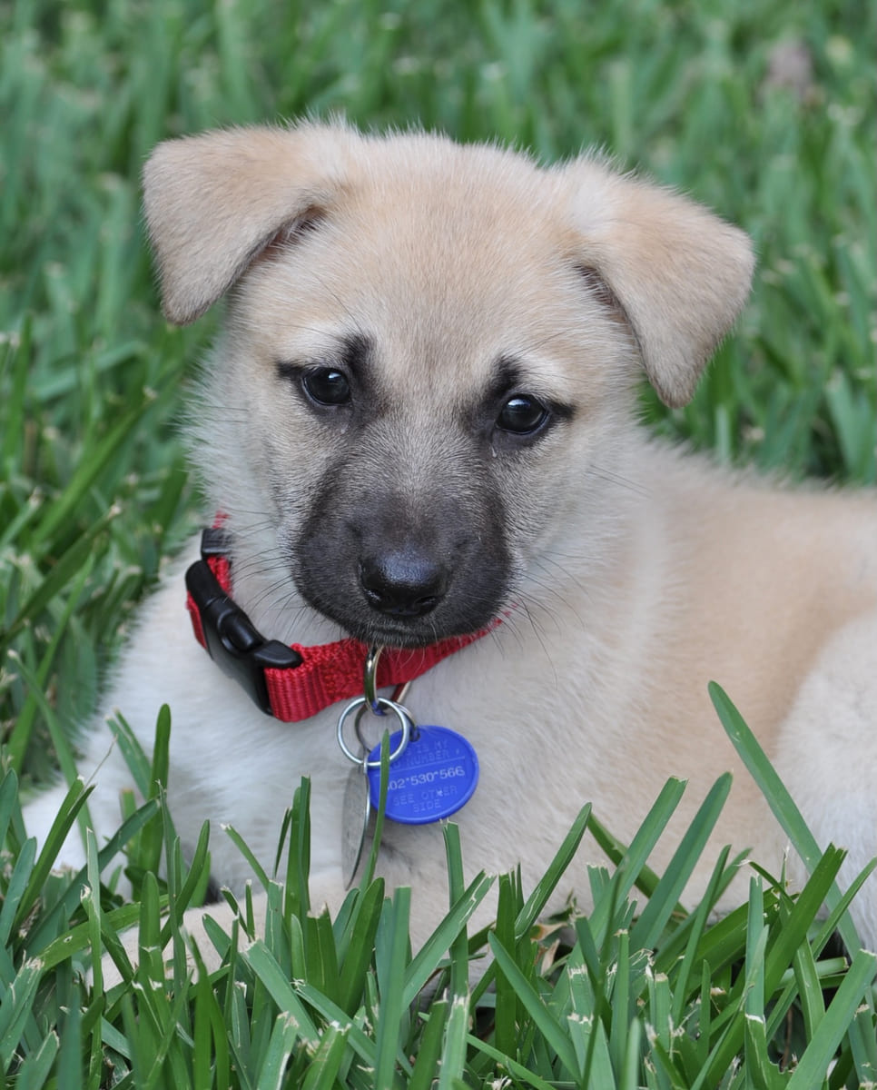A rescued puppy in a red collar sitting in the grass.