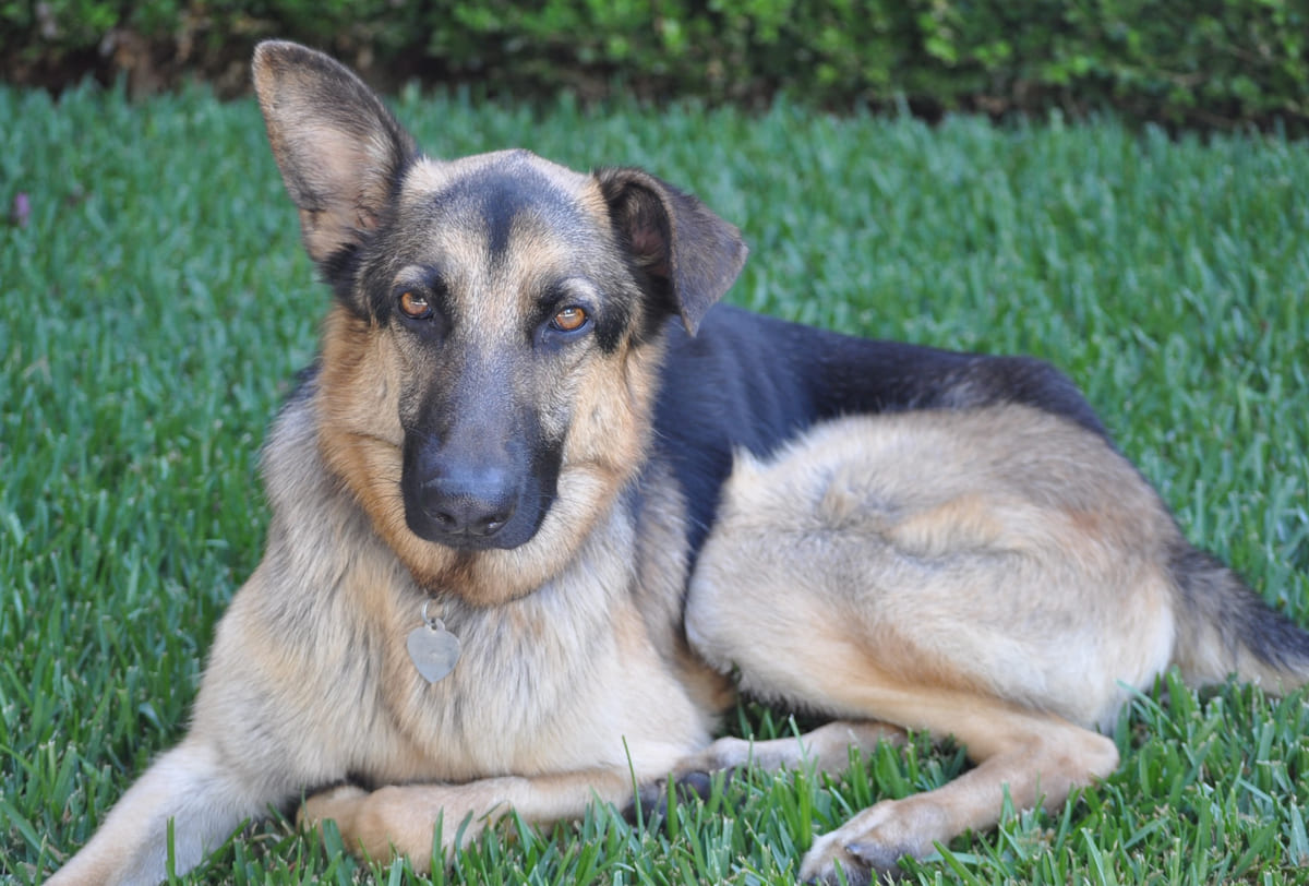 A rescued shepherd mix lying on the lawn.