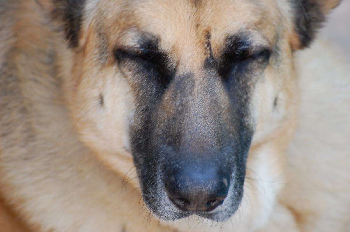 A close portrait of a rescued shepherd.