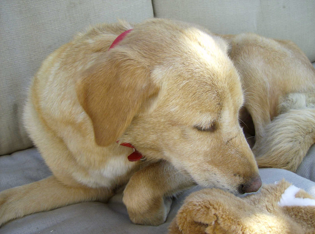A yellow Labrador curled up asleep with a puppy.