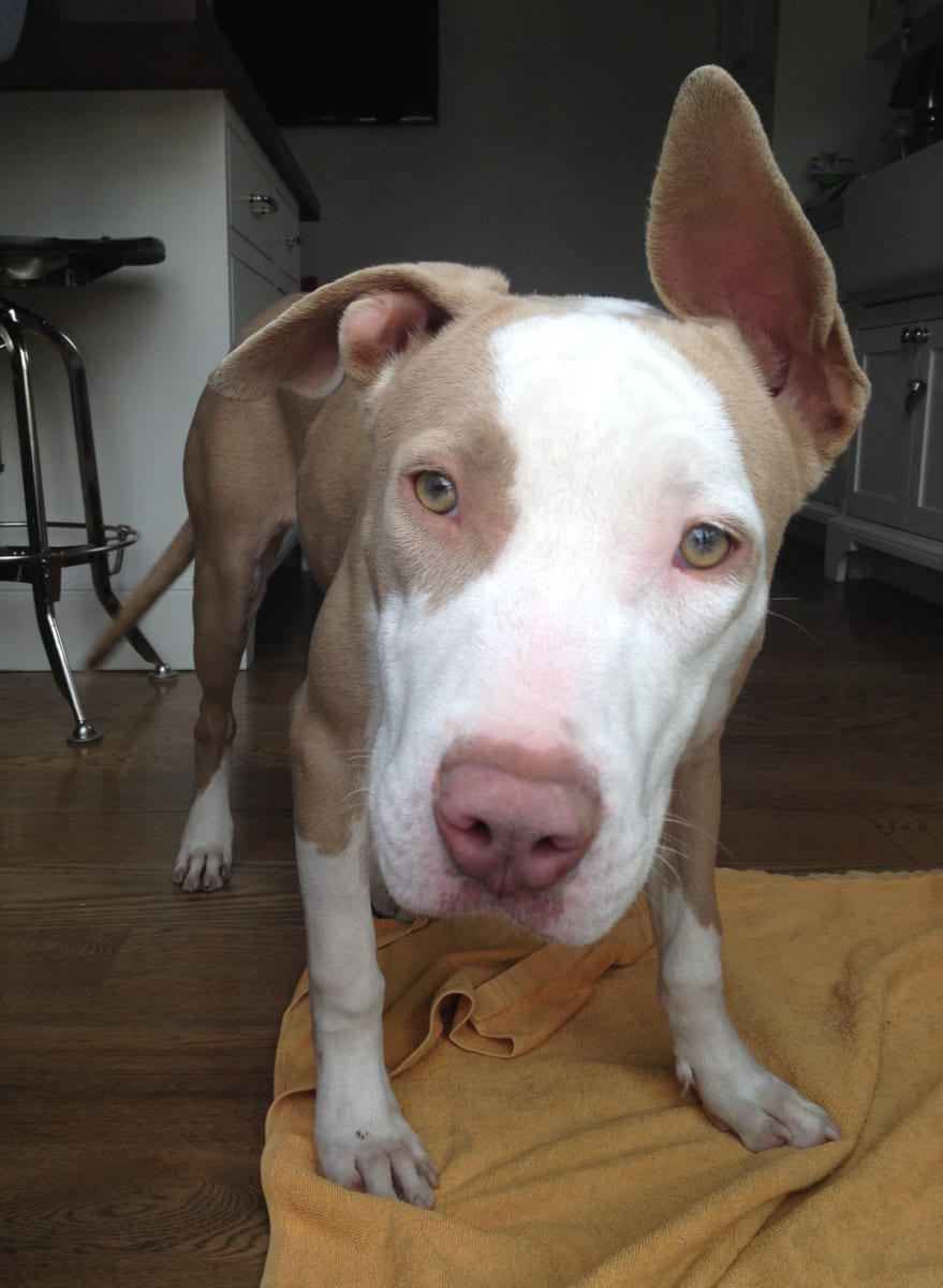 A rescued pit bull resting on a blanket.