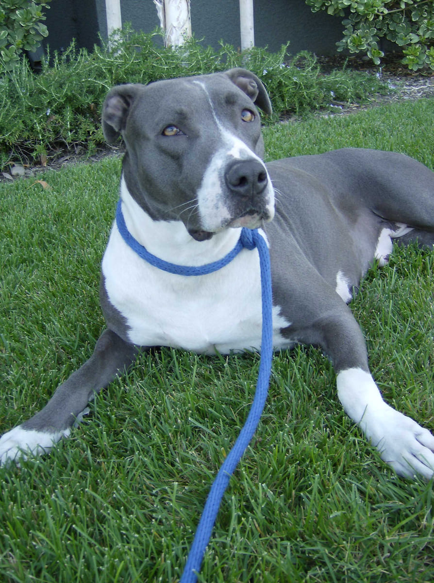 A grey and white rescued dog lying in the grass.