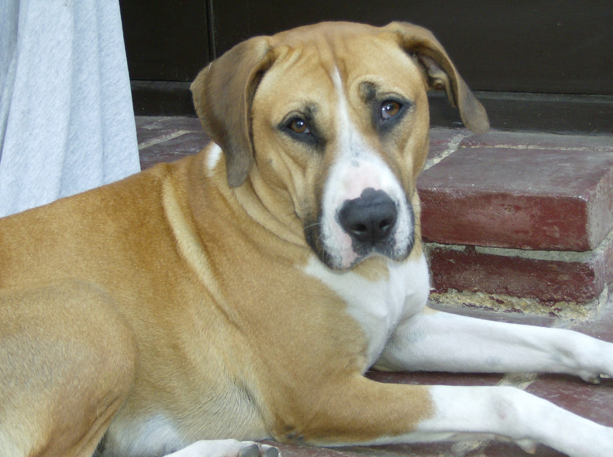 A tan and white rescued dog resting on the steps.