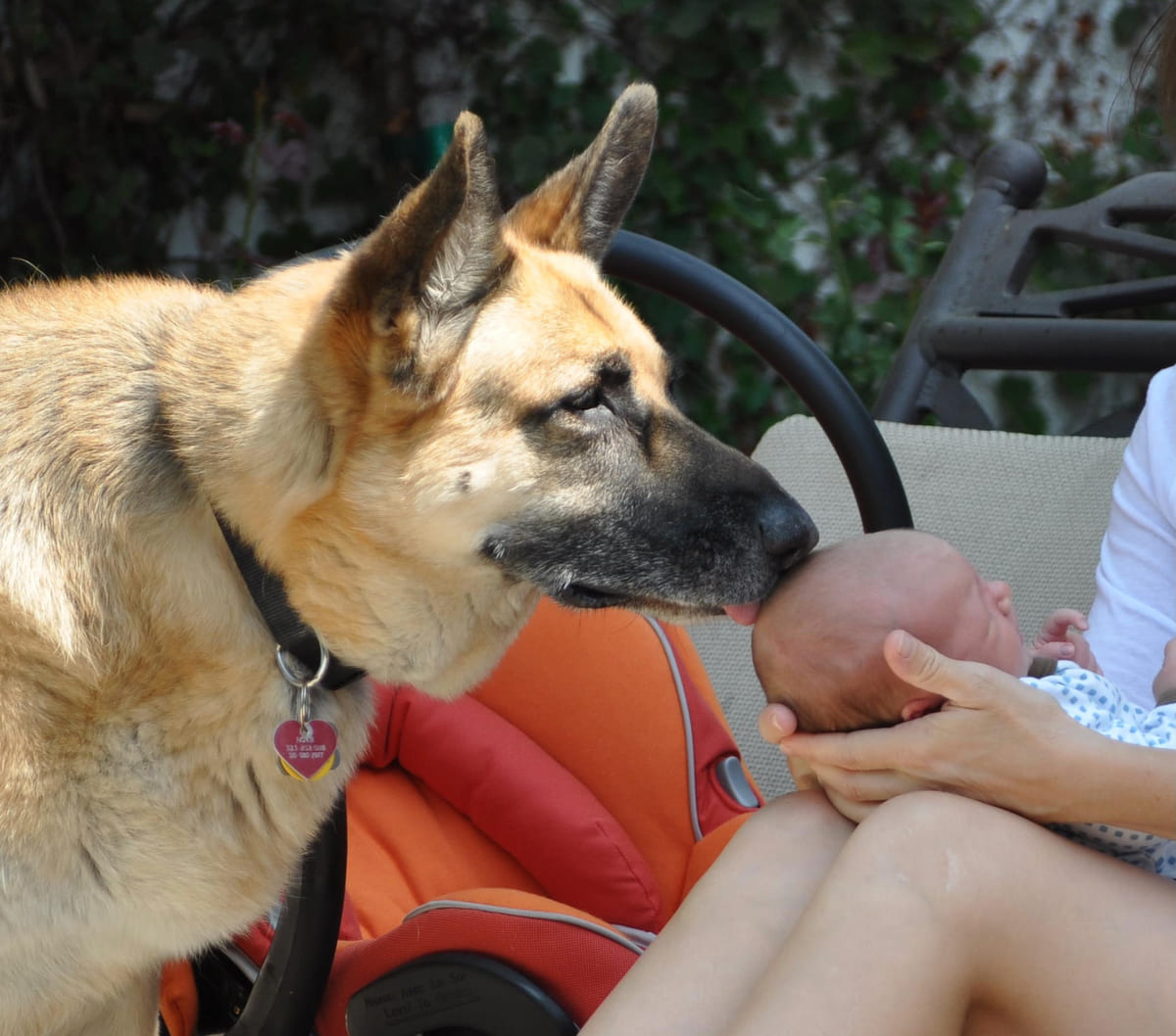 A rescued German Shepherd leaning in to say hello.