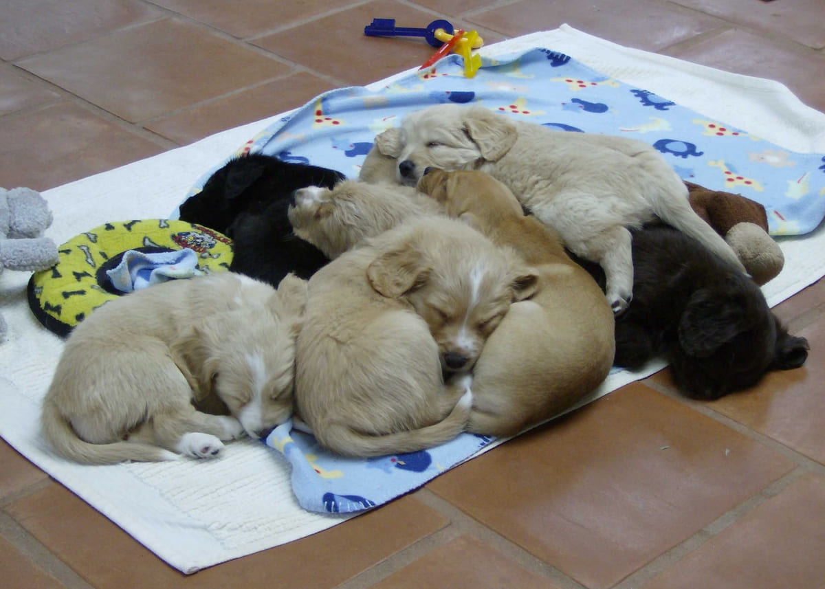 A litter of rescued puppies asleep together on a blanket.