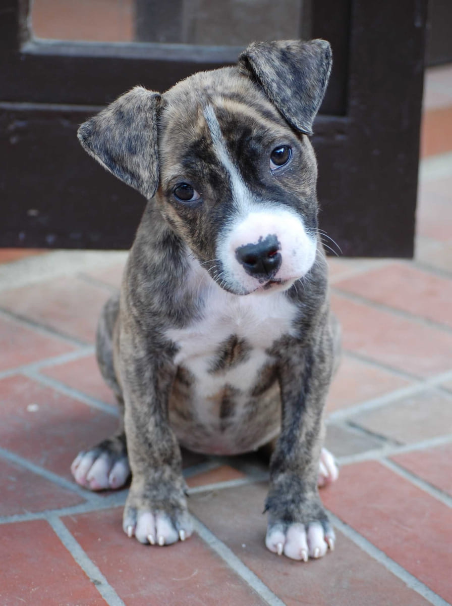 A brindle rescued puppy sitting on a brick patio.