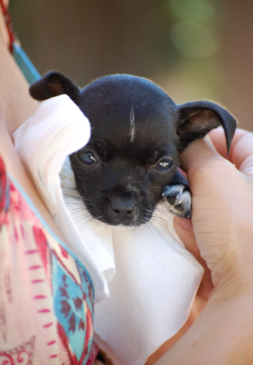 A tiny black rescued puppy held in two hands.