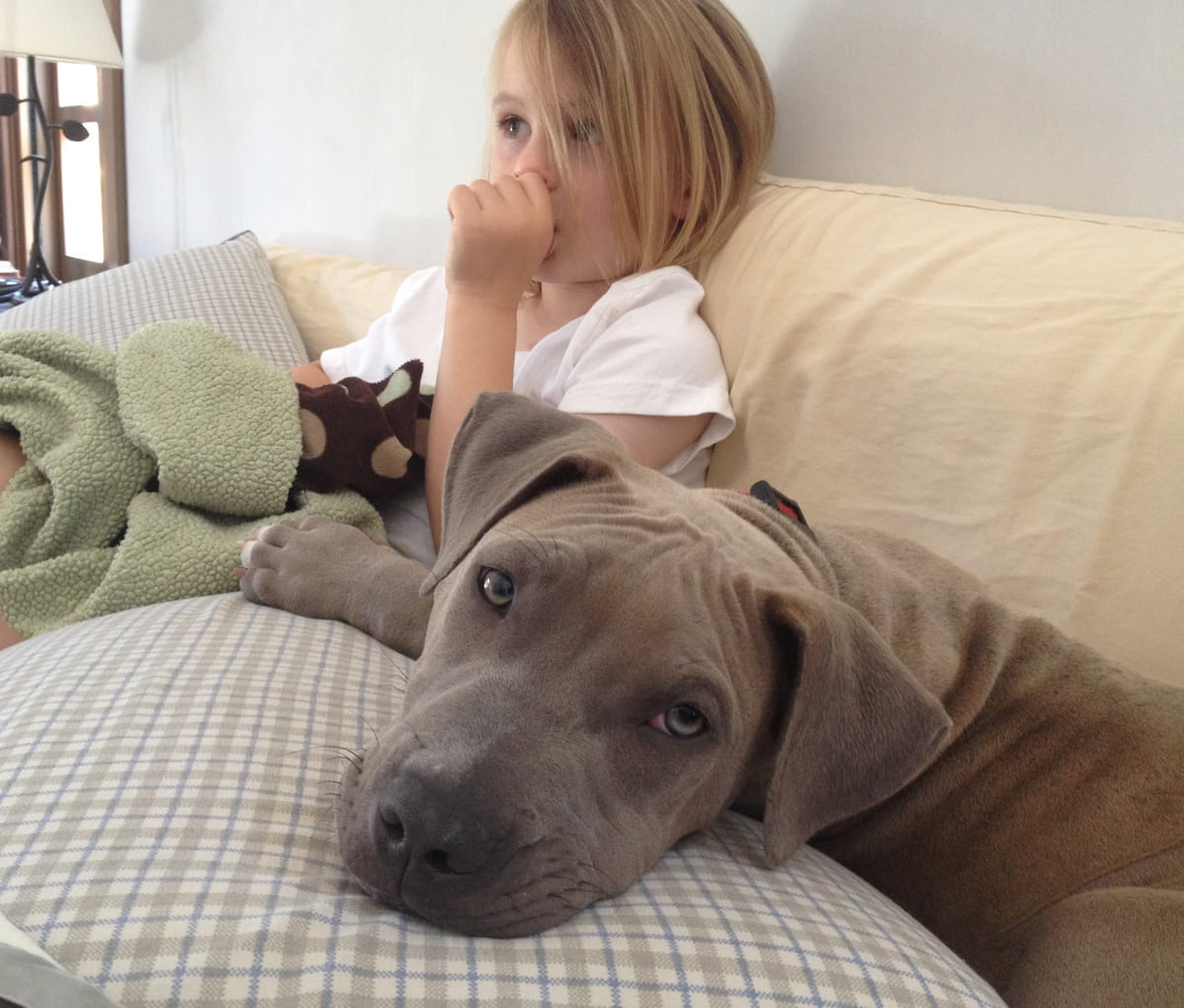 A young grey rescued dog stretched out on the sofa.