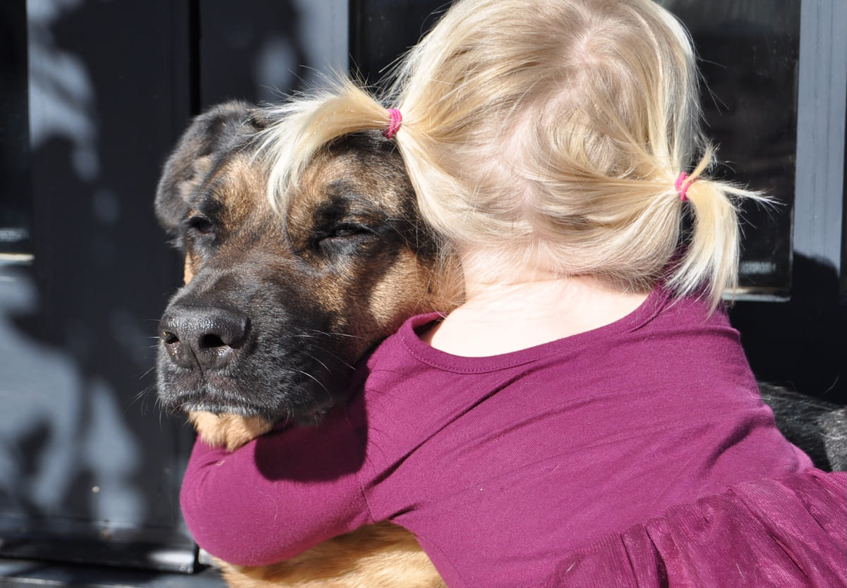 A rescued German Shepherd being held close.