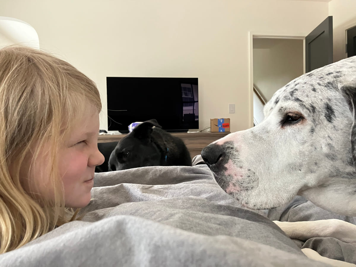 Lily resting on the bed beside another dog.