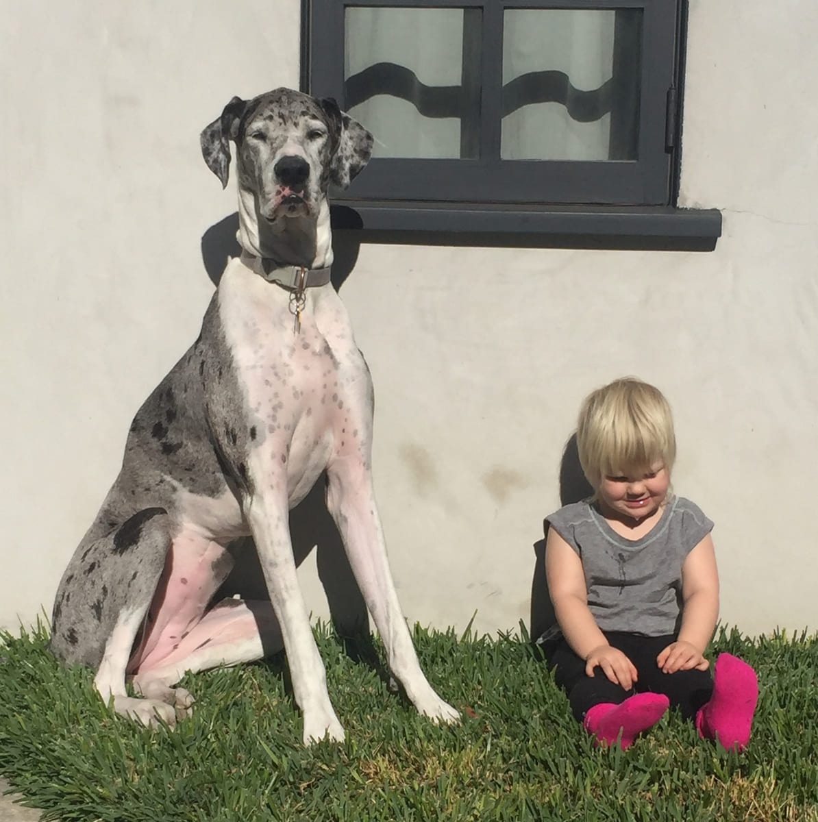 Lily sitting tall beside the garden wall.