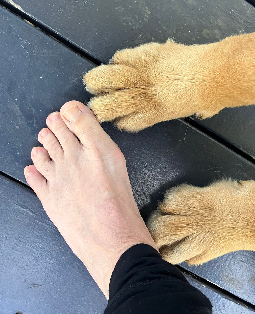 A dog's paw resting alongside a bare foot on a step.