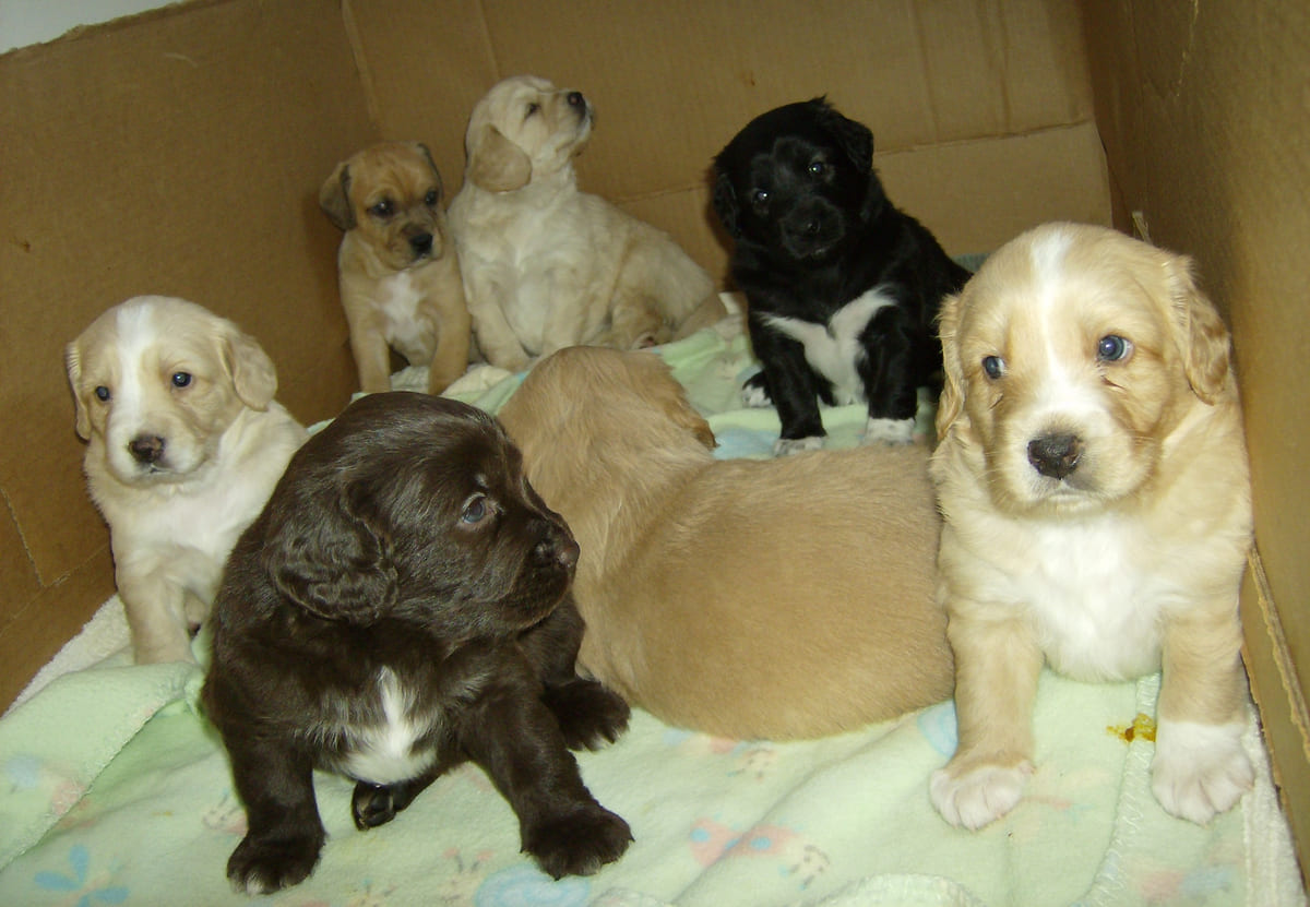 A litter of newborn rescued puppies in a box.