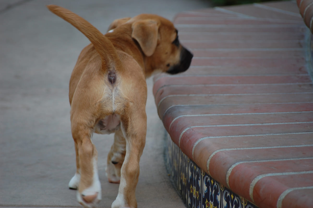 A rescued puppy climbing the garden steps.