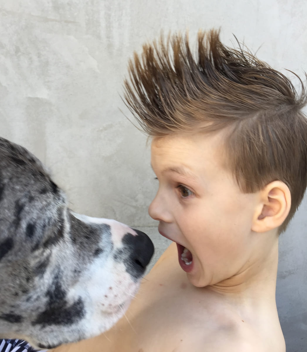 A Great Dane leaning in cheek to cheek.