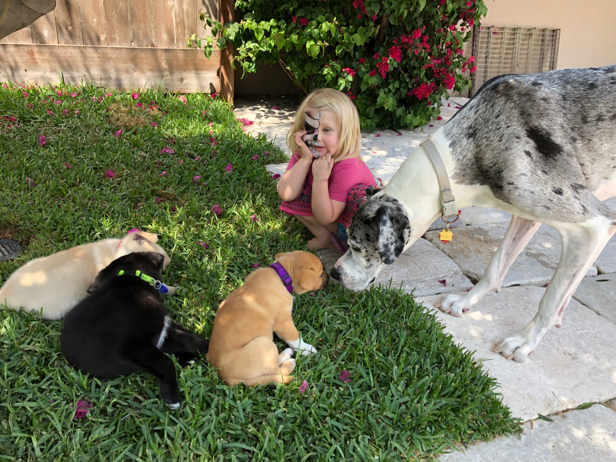 Rescued dogs and puppies gathered together on the lawn.