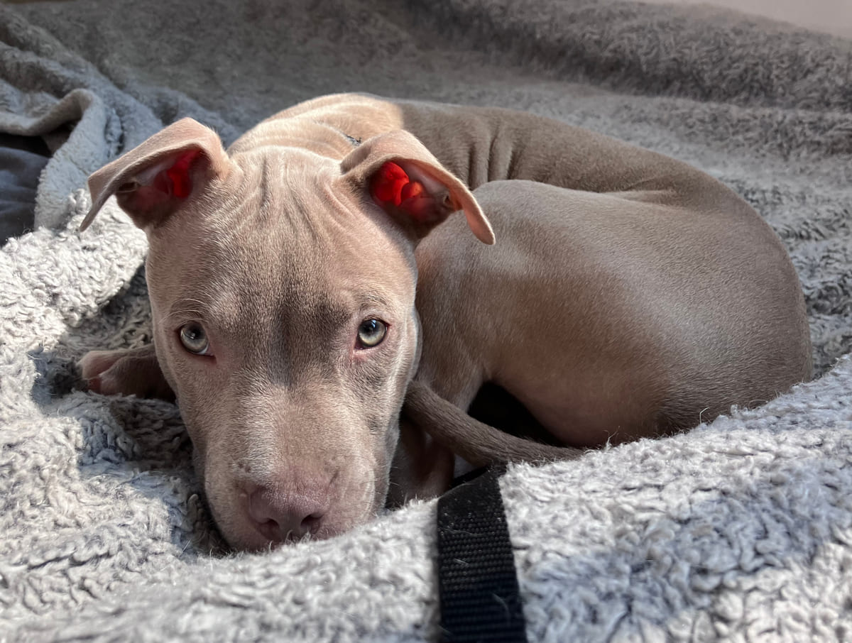 A grey rescued puppy resting on a blanket.