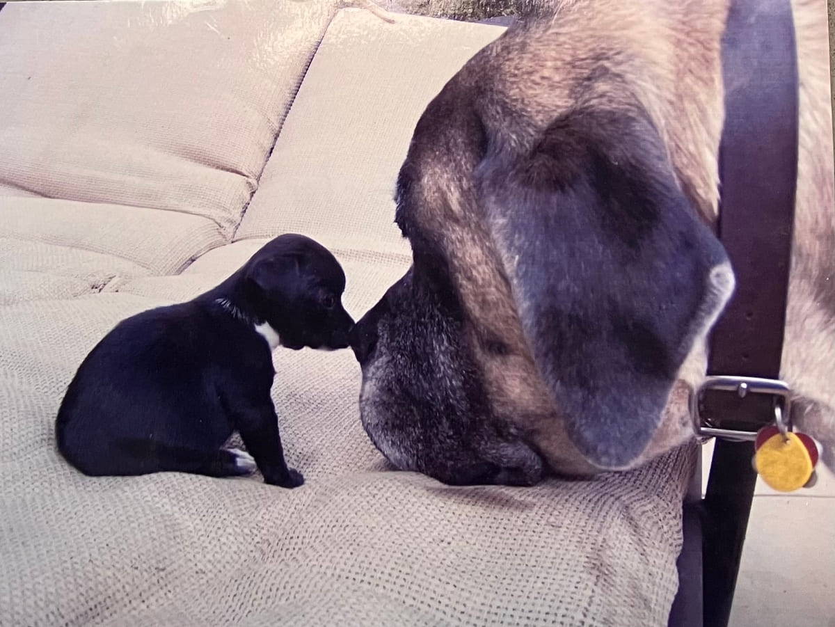 A black puppy nose to nose with an older dog.