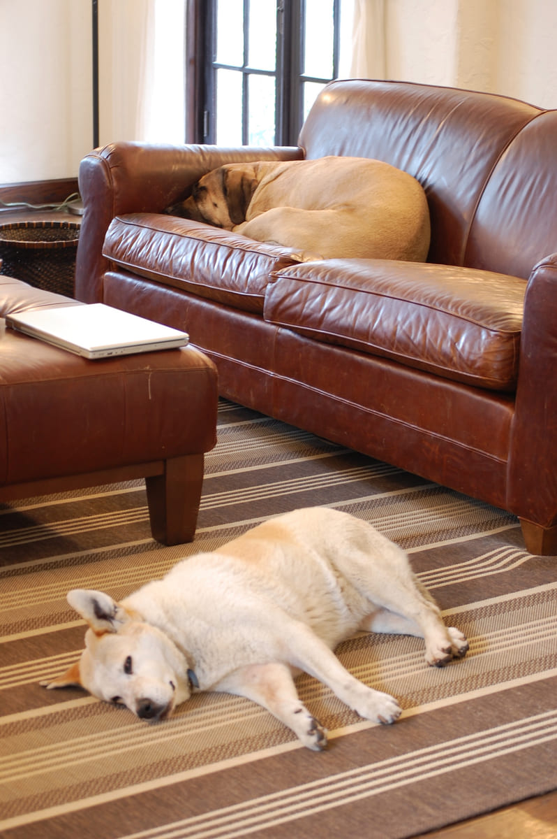Two rescued dogs asleep in the sitting room.