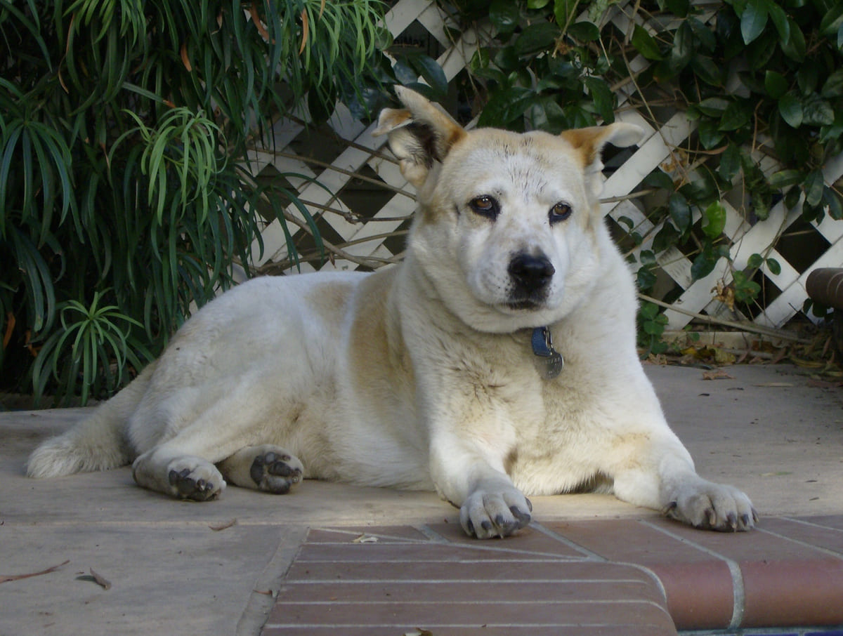 A cream rescued dog resting on the patio.