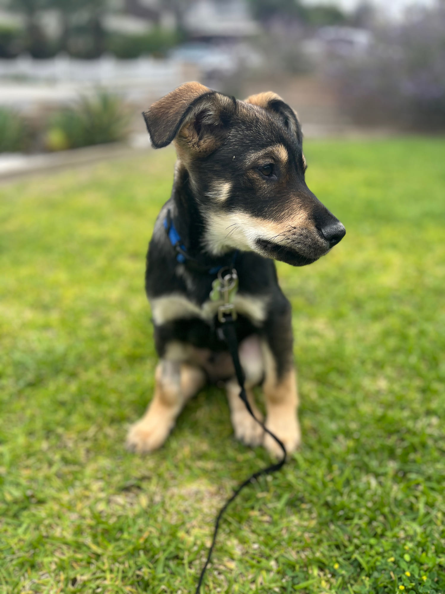 Billie sitting on the grass in a blue harness.