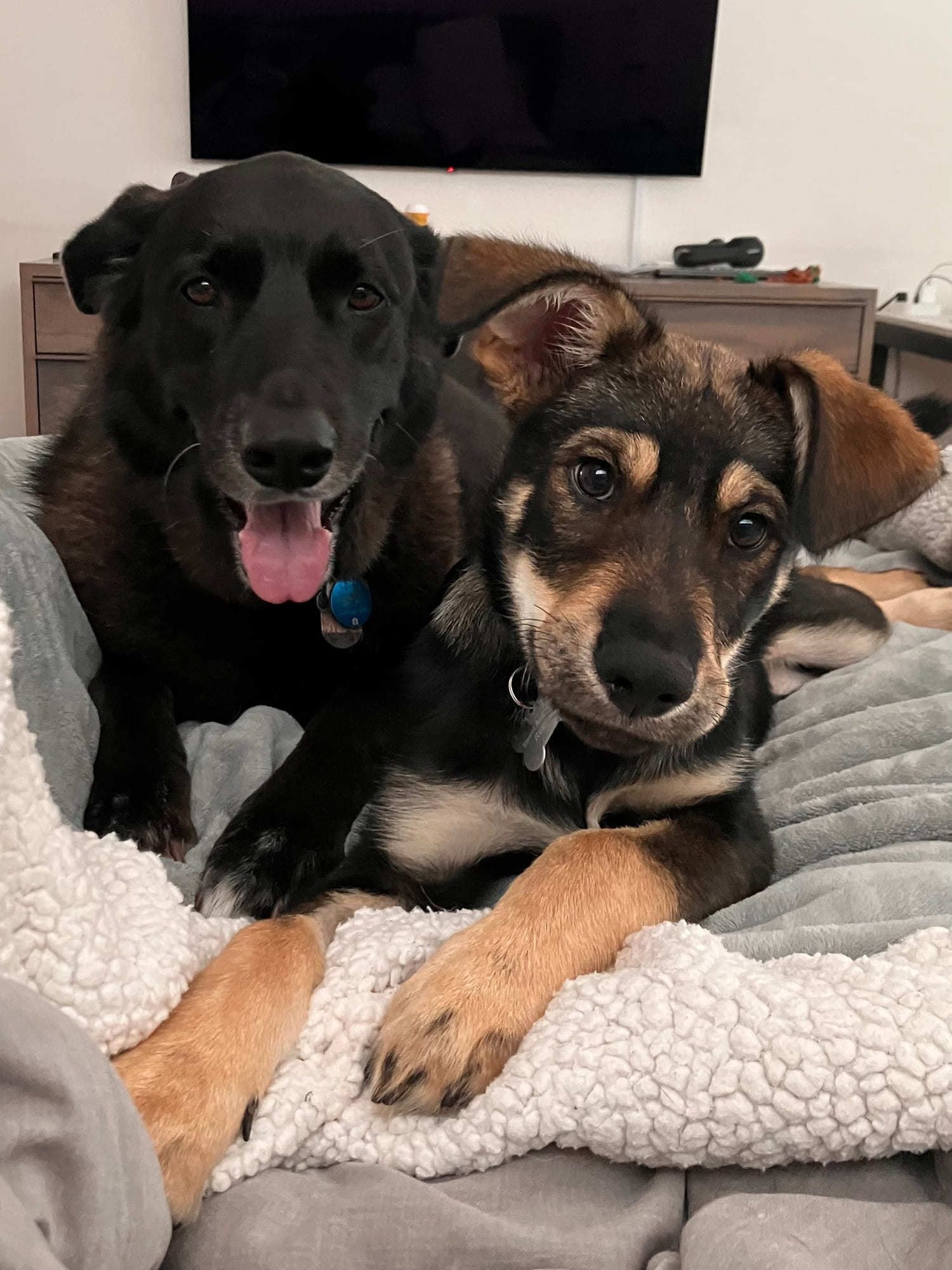 Billie on a dog bed beside another rescued dog.